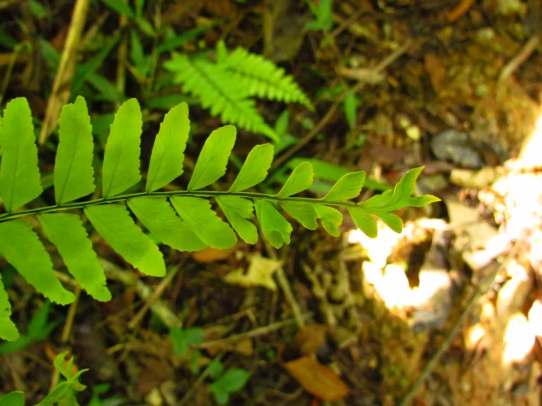 Asplenium kunzeanum (47)