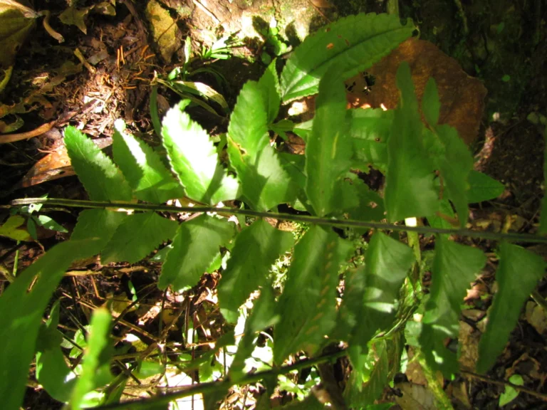 Asplenium kunzeanum (26)