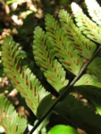 Asplenium kunzeanum (27)