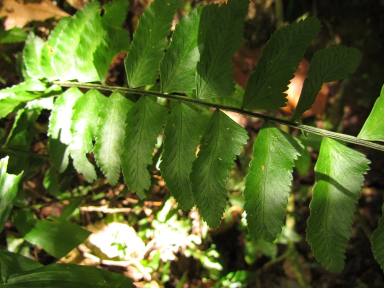 Asplenium kunzeanum (22)