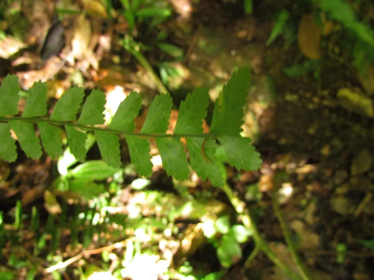 Asplenium kunzeanum (21)