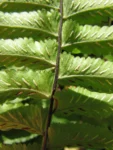 Asplenium kunzeanum (17)