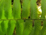 Asplenium kunzeanum (13)