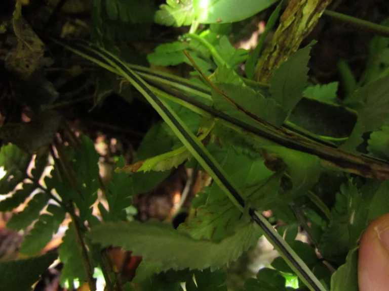 Asplenium kunzeanum (14)