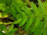 Asplenium kunzeanum (12)