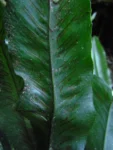 Asplenium brasiliense (17)