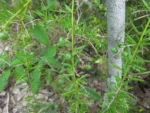 Asparagus aethiopicus (13)