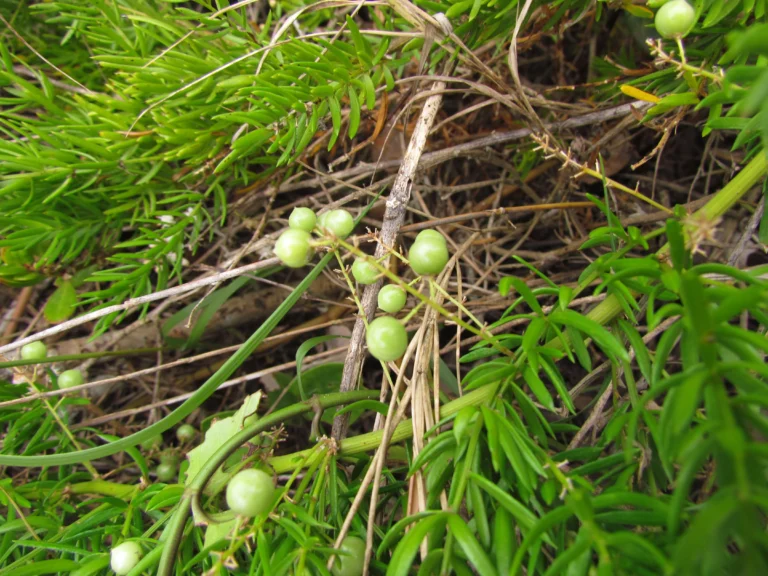 Asparagus aethiopicus (7)