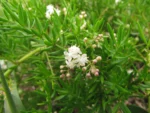 Asparagus aethiopicus (4)