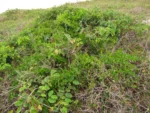 Asparagus aethiopicus (1)