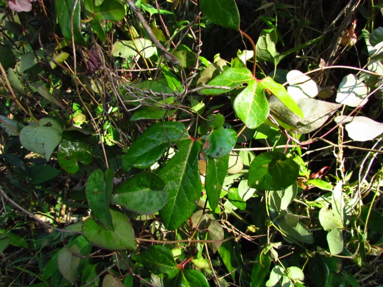 Aristolochia trilobata (26)