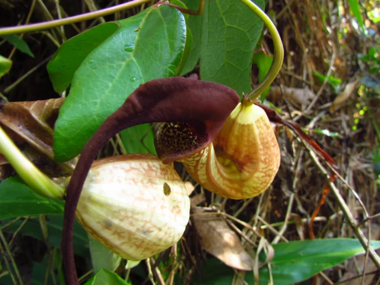 Aristolochia trilobata (24)