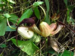 Aristolochia trilobata (22)