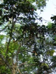 Aristolochia trilobata (20)