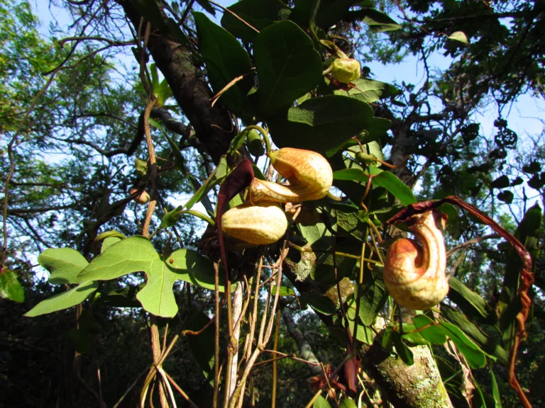 Aristolochia trilobata (21)