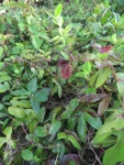 Aristolochia trilobata (18)