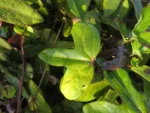Aristolochia trilobata (7)