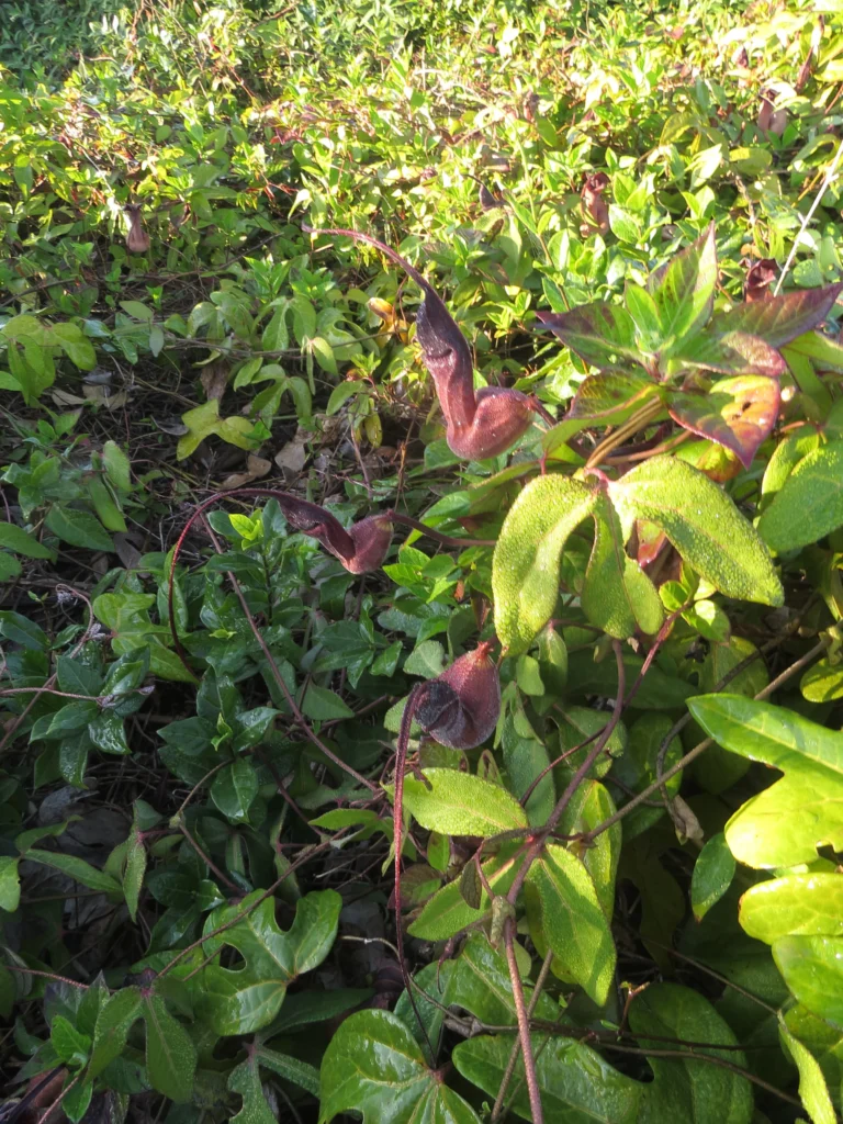 Aristolochia trilobata (6)
