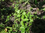 Aristolochia trilobata (3)