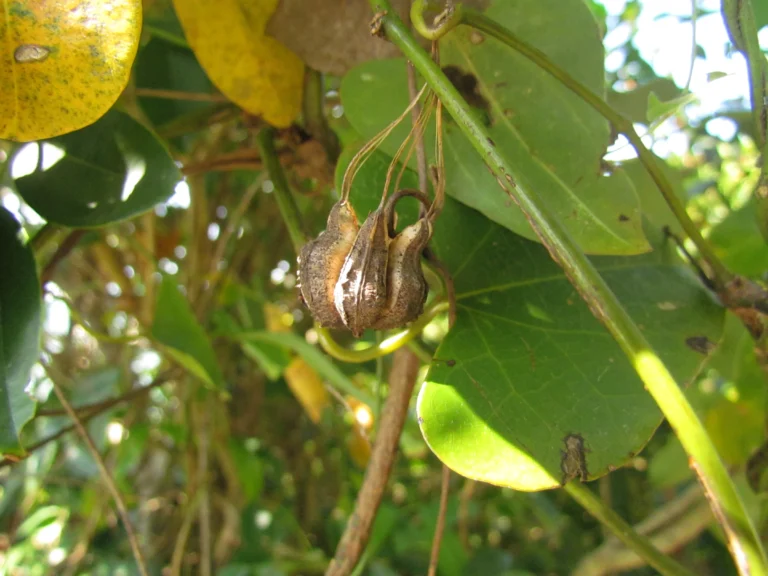 Aristolochia robertii (20)
