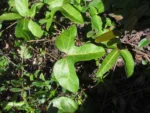 Aristolochia trilobata (1)