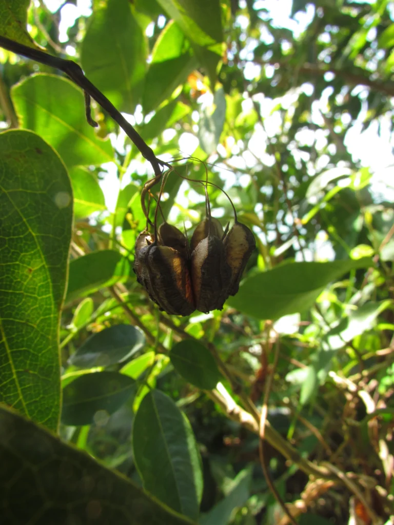 Aristolochia robertii (18)