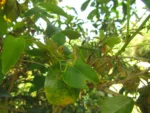 Aristolochia robertii (17)