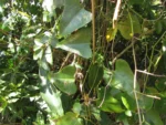 Aristolochia robertii (16)