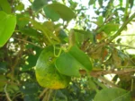 Aristolochia robertii (12)