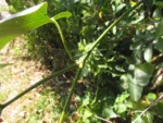 Aristolochia robertii (14)
