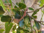Aristolochia robertii (10)