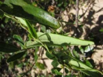 Aristolochia robertii (9)
