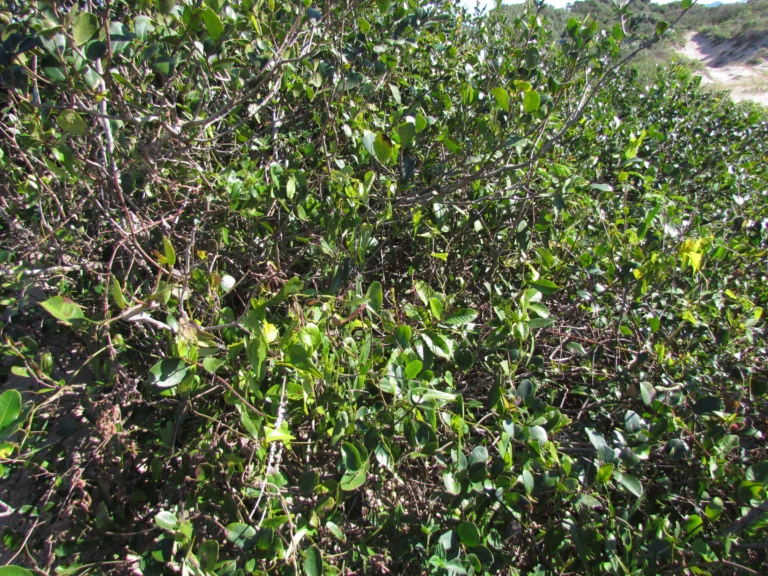 Aristolochia robertii (3)