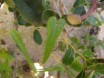 Aristolochia robertii (1)