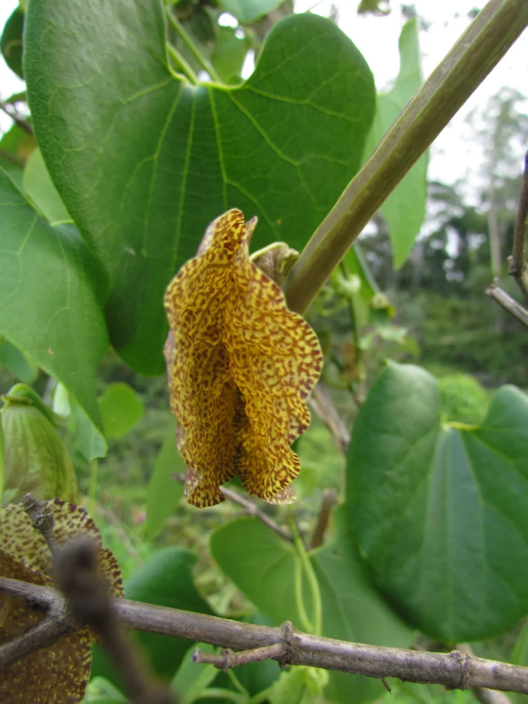 Aristolochia labiata (11)
