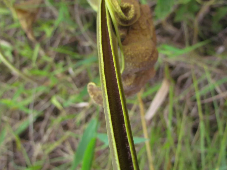 Aristolochia labiata (9)