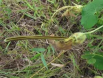Aristolochia labiata (8)