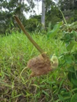 Aristolochia labiata (6)