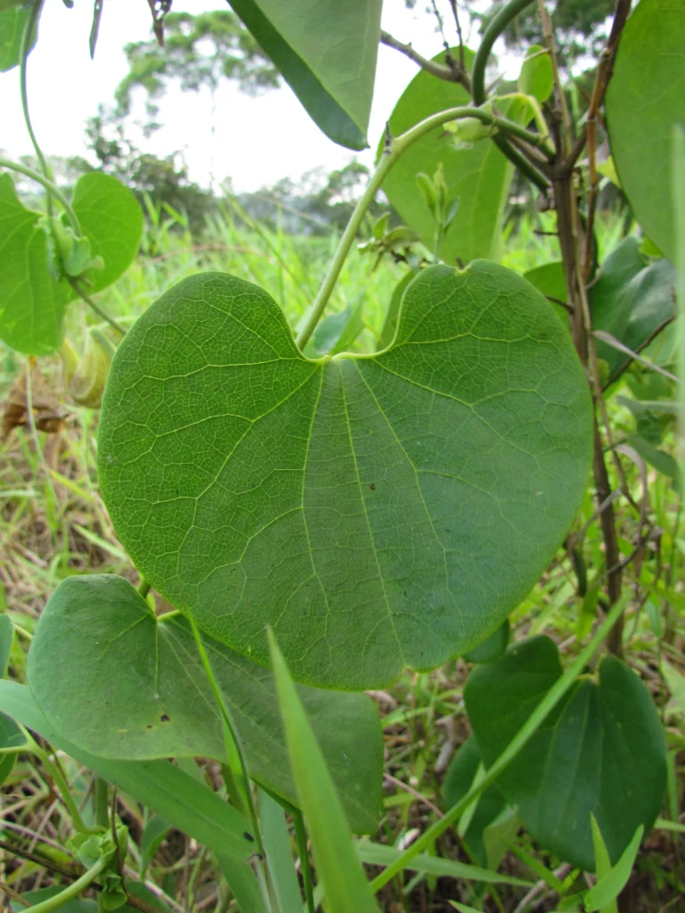 Aristolochia labiata (7)