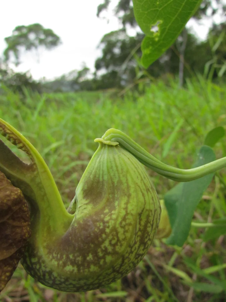 Aristolochia labiata (5)