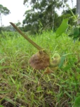 Aristolochia labiata (4)