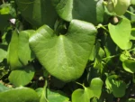 Aristolochia elegans (8)