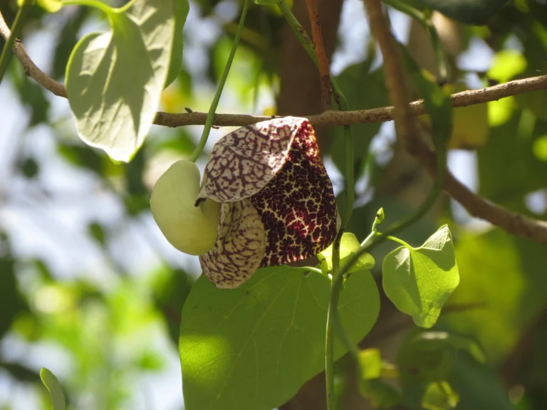 Aristolochia elegans (5)
