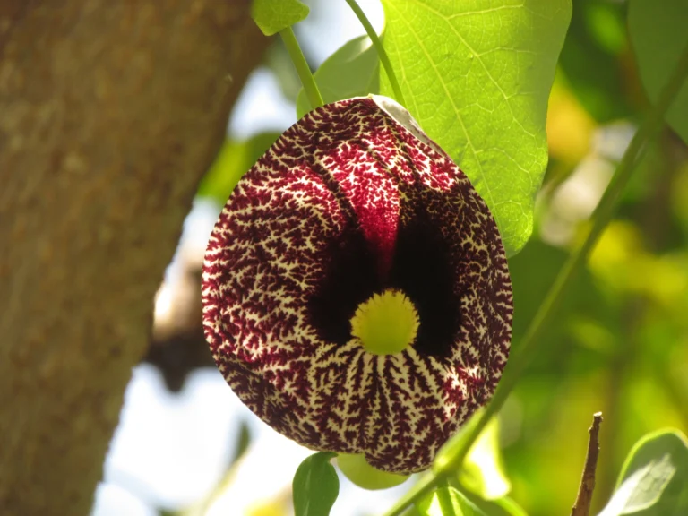 Aristolochia elegans (3)