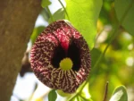 Aristolochia elegans (4)
