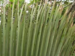 Thritrinax acanthocoma (21)