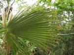 Thritrinax acanthocoma (18)