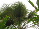 Thritrinax acanthocoma (16)