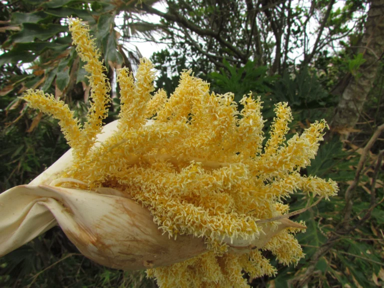 Thritrinax acanthocoma (13)