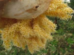 Thritrinax acanthocoma (14)